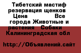 Тибетский мастиф резервация щенков › Цена ­ 100 000 - Все города Животные и растения » Собаки   . Калининградская обл.